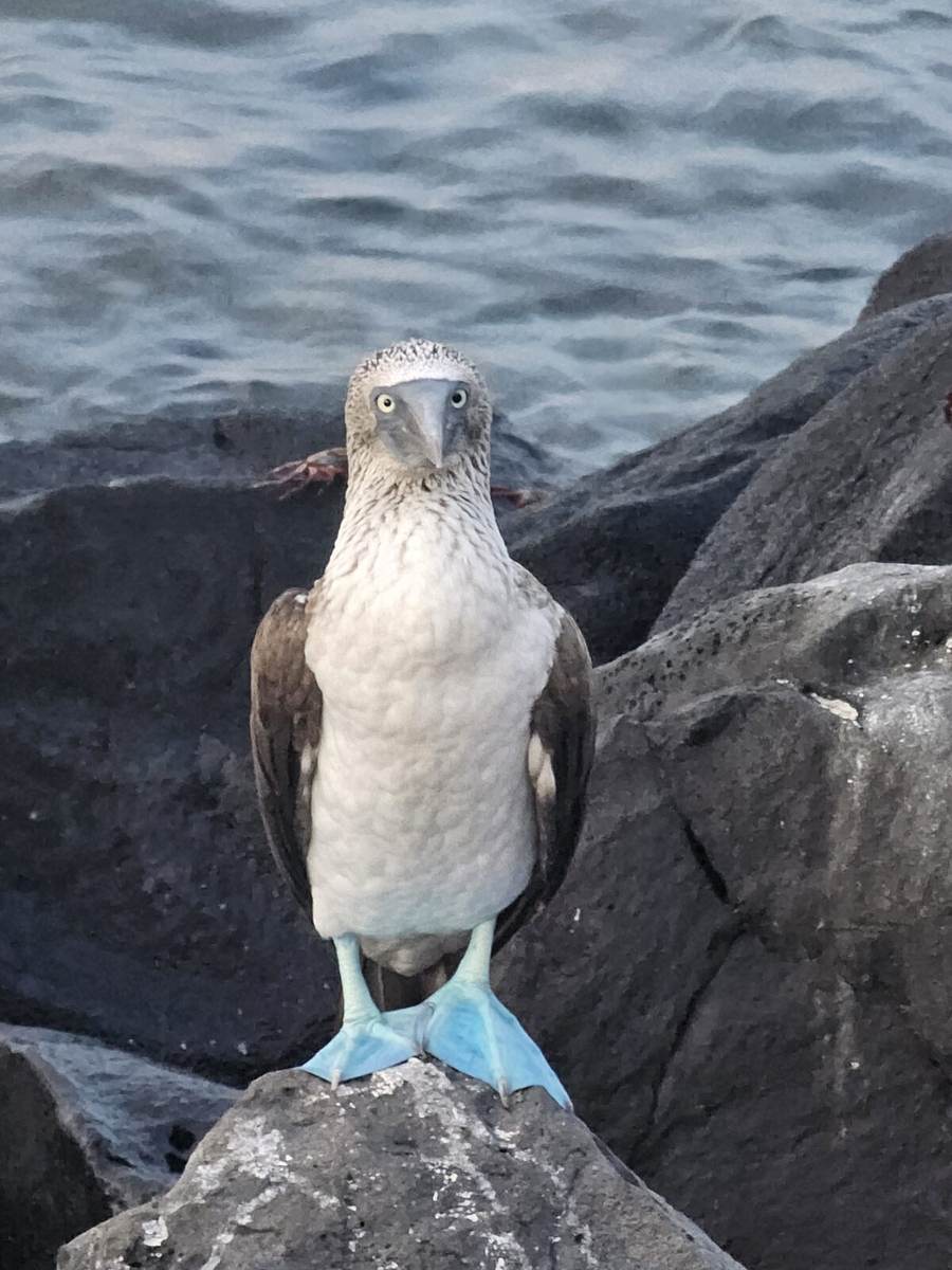 A blue-footed booby standing on volcanic rock, looking directly at the camera