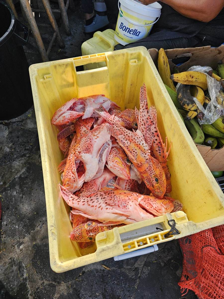 Fresh caught fish and plantains at a local market on San Cristóbal