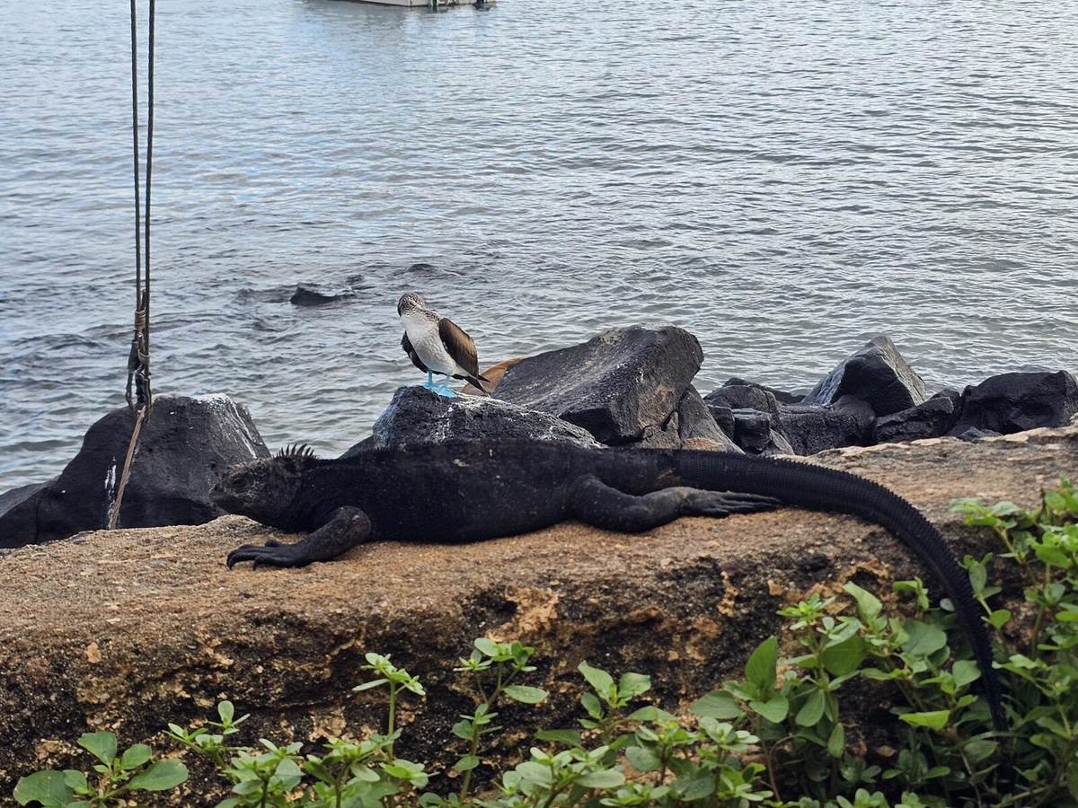 A marine iguana resting on rocks next to a blue-footed booby, with the harbor behind them
