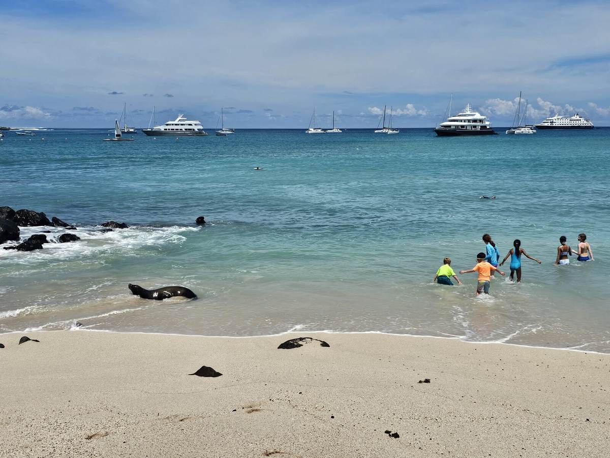Kids swimming near a sea lion at a beach in the Galápagos, with yachts anchored offshore