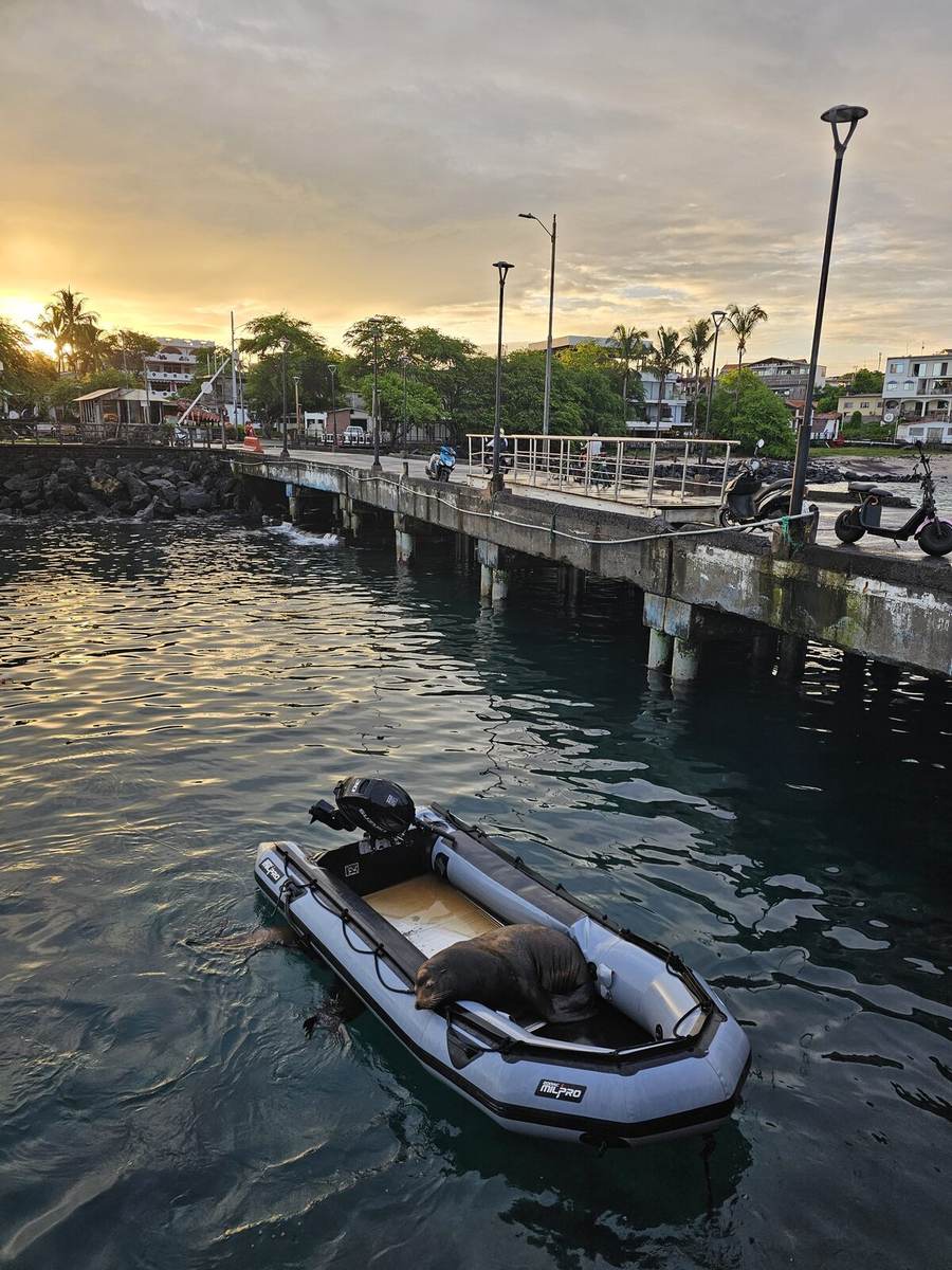 A sea lion resting in an inflatable boat at sunset in the harbor