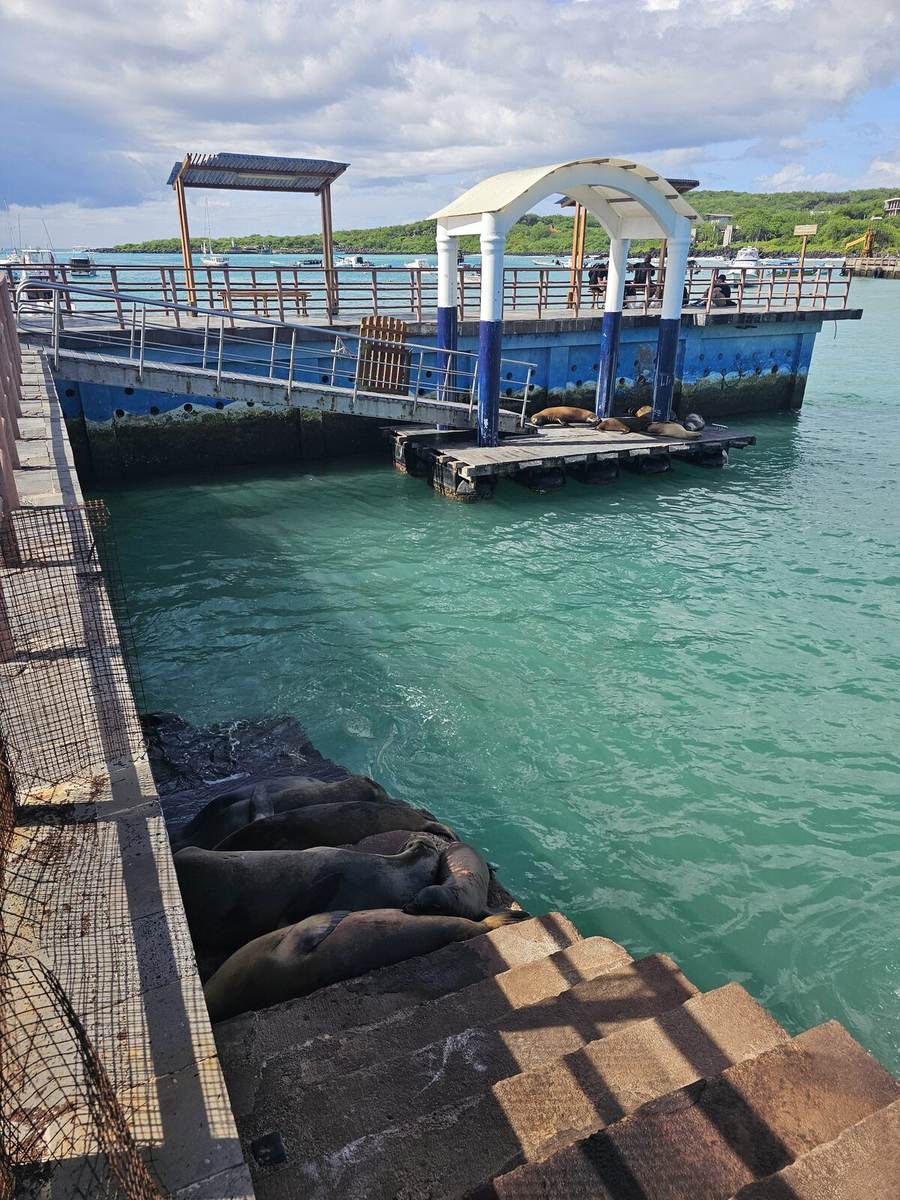Sea lions sleeping on the pier steps in San Cristóbal harbor
